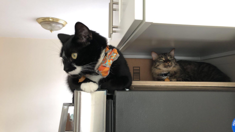 Sirius and his big brother Jasper sulking because they can’t have any milk